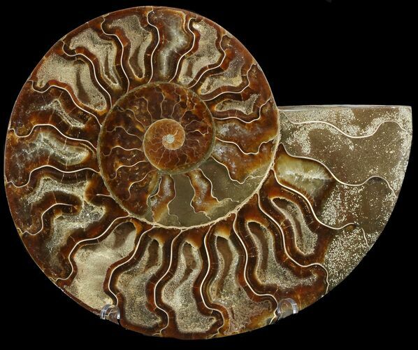 Cut Ammonite Fossil (Half) - Agatized #47706
